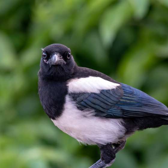 magpie-bto-british-trust-for-ornithology